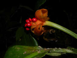 Image of Dieffenbachia concinna Croat & Grayum