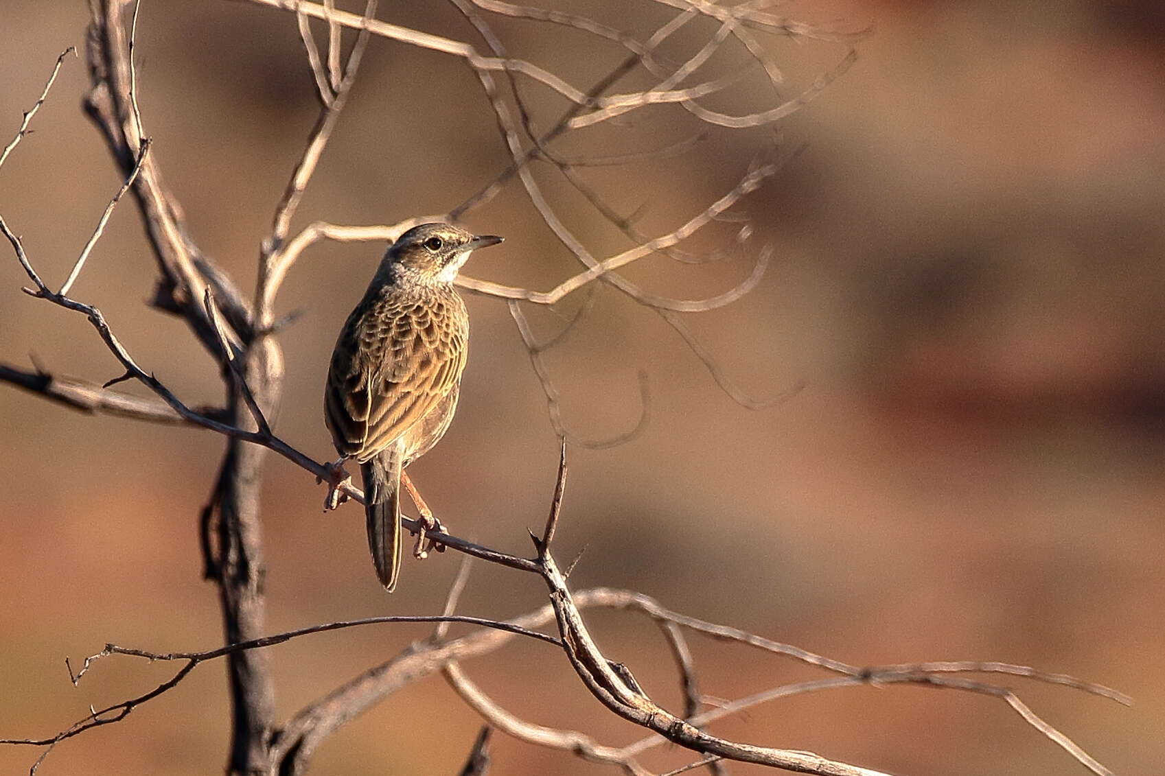 Image of Brown Songlark