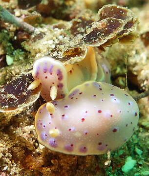 Image de Chromodoris thompsoni Rudman 1983