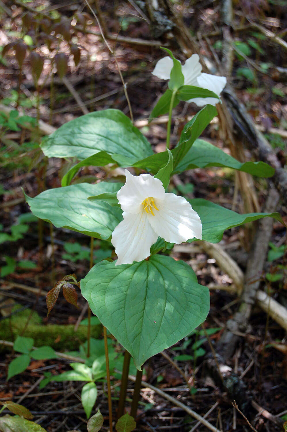 Image of White trillium