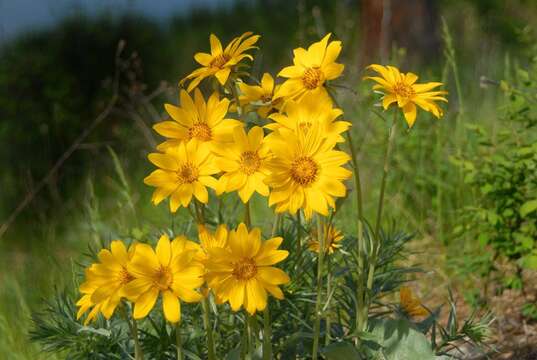 Image of arrowleaf balsamroot