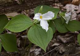 Image of White trillium