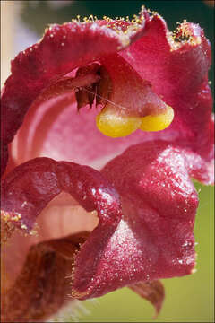 Image of Orobanche gracilis Sm.