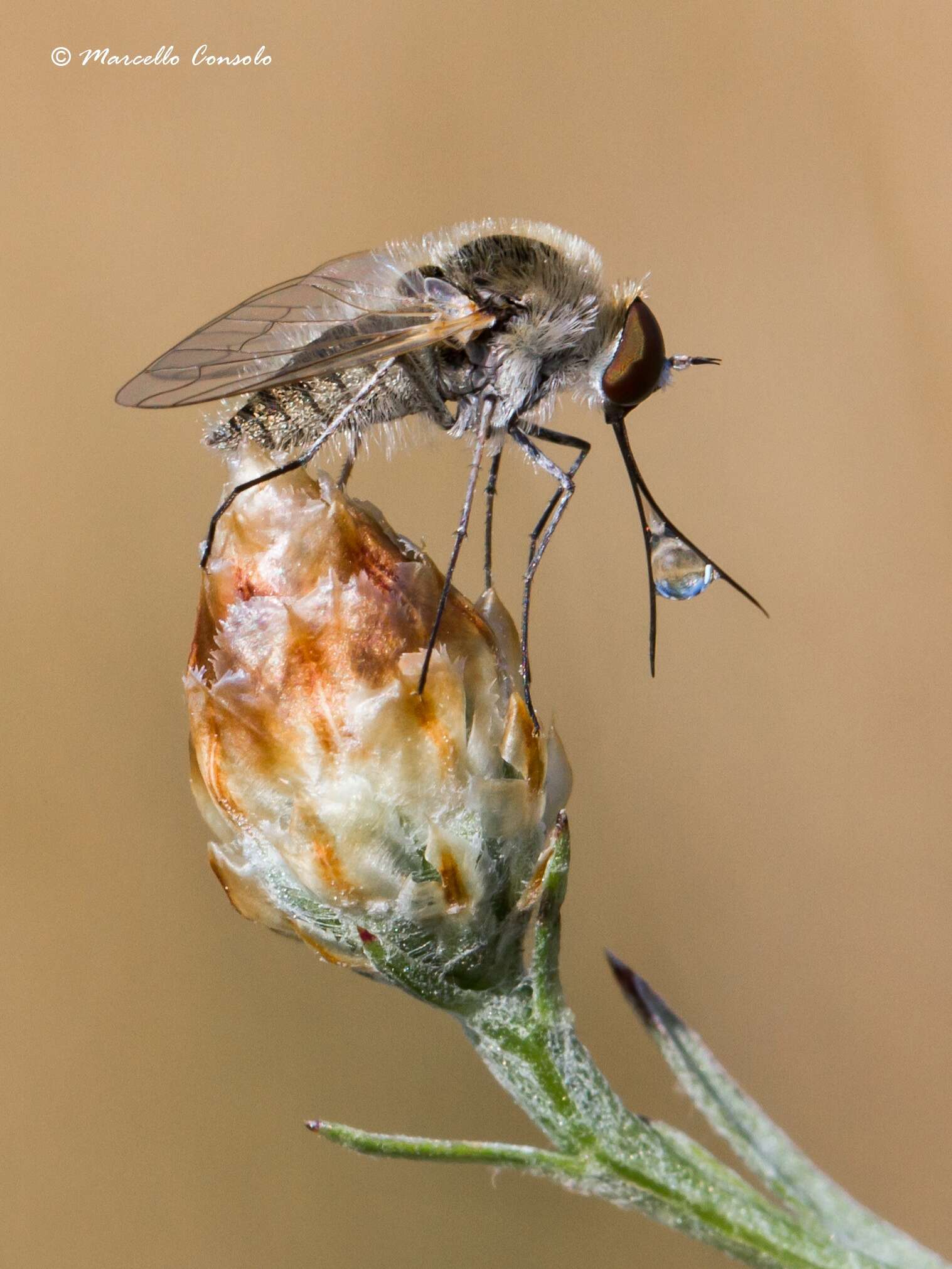 Image of bee flies