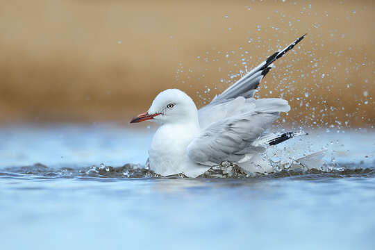 Image of Hooded gulls