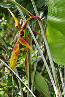 Image de Heliconia platystachys Baker