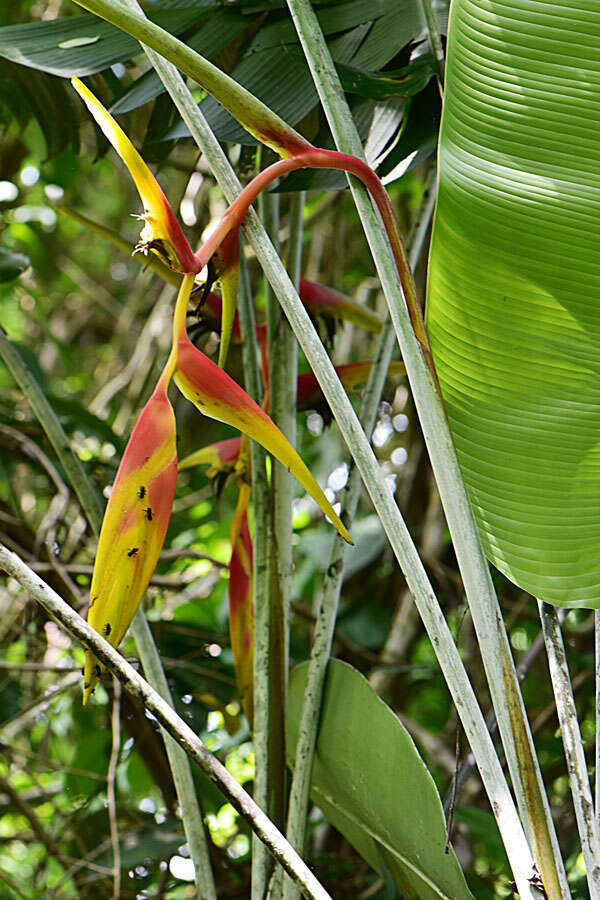 Image de Heliconia platystachys Baker