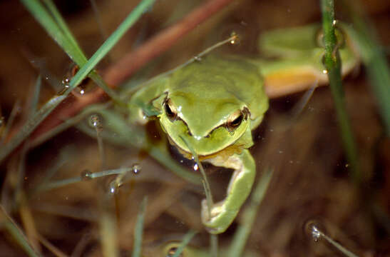 Image of Hyla Laurenti 1768