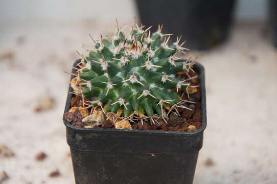 Image of Mammillaria eumorpha