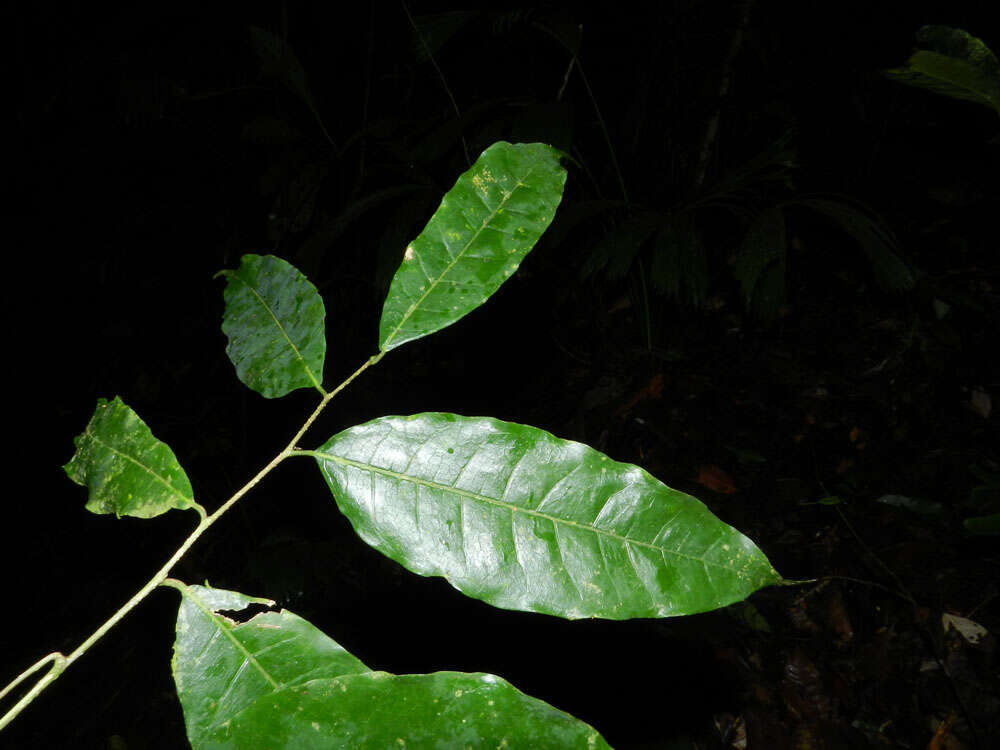 Image of Sorocea affinis Hemsl.