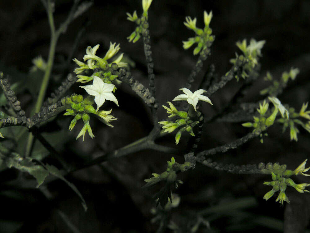 Imagem de Tournefortia glabra L.