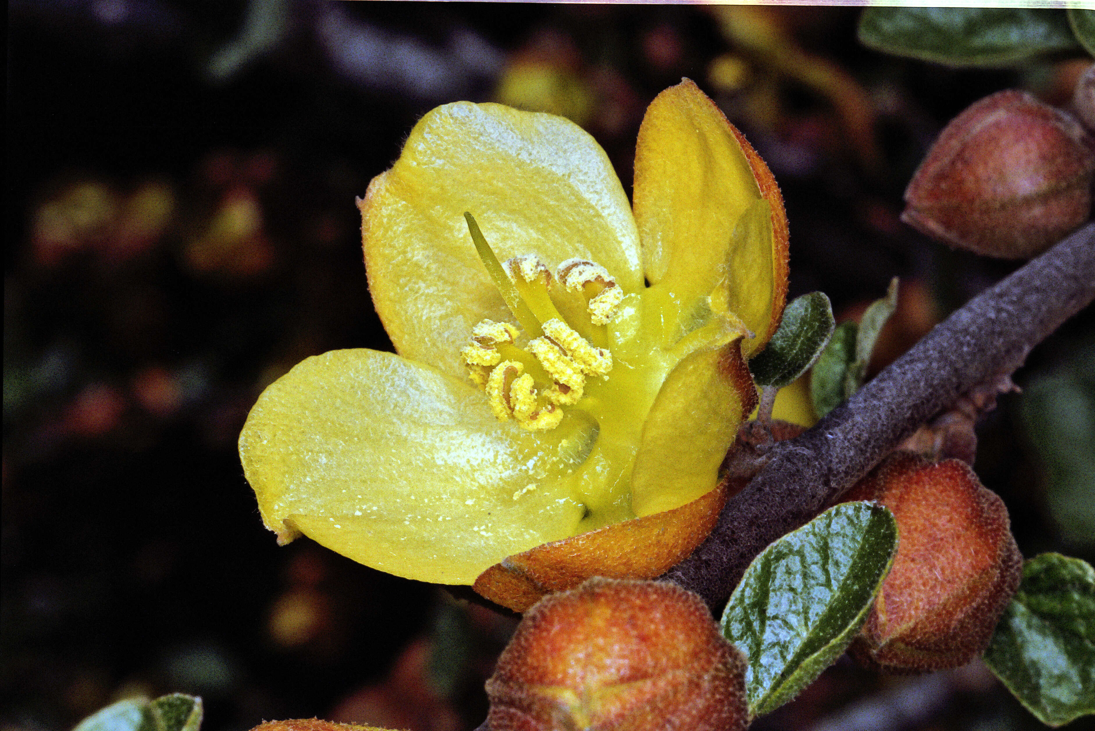 Image of California flannelbush