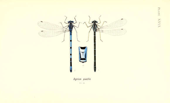 Image de Agrion Jouvencelle