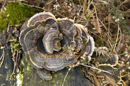 Image of Trametes