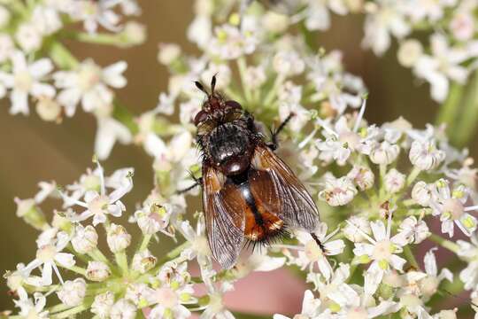 Image de Tachina fera (Linnaeus 1761)