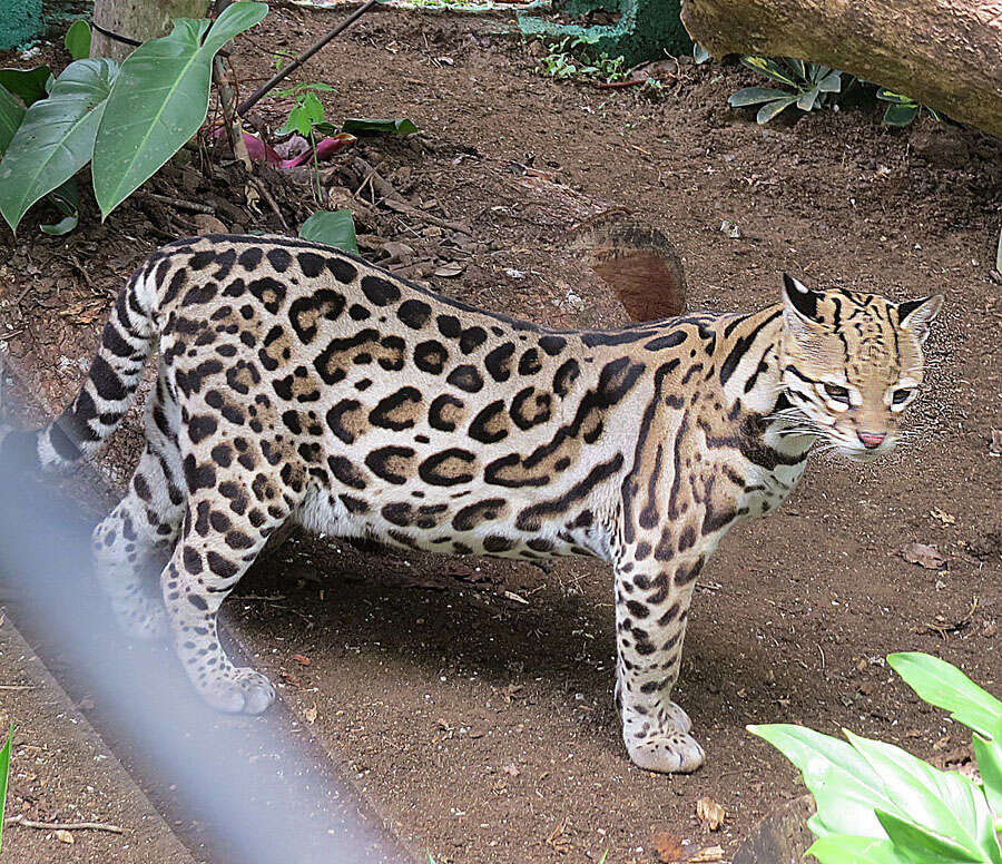 Image of Tiger cat