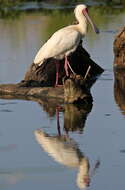 Image of Platalea Linnaeus 1758