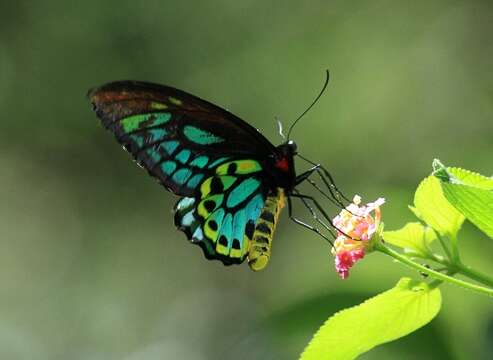 Слика од Ornithoptera