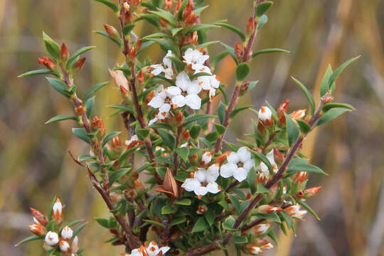 Image of Epacris apsleyensis R. K. Crowden