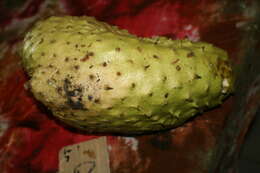 Image of soursop