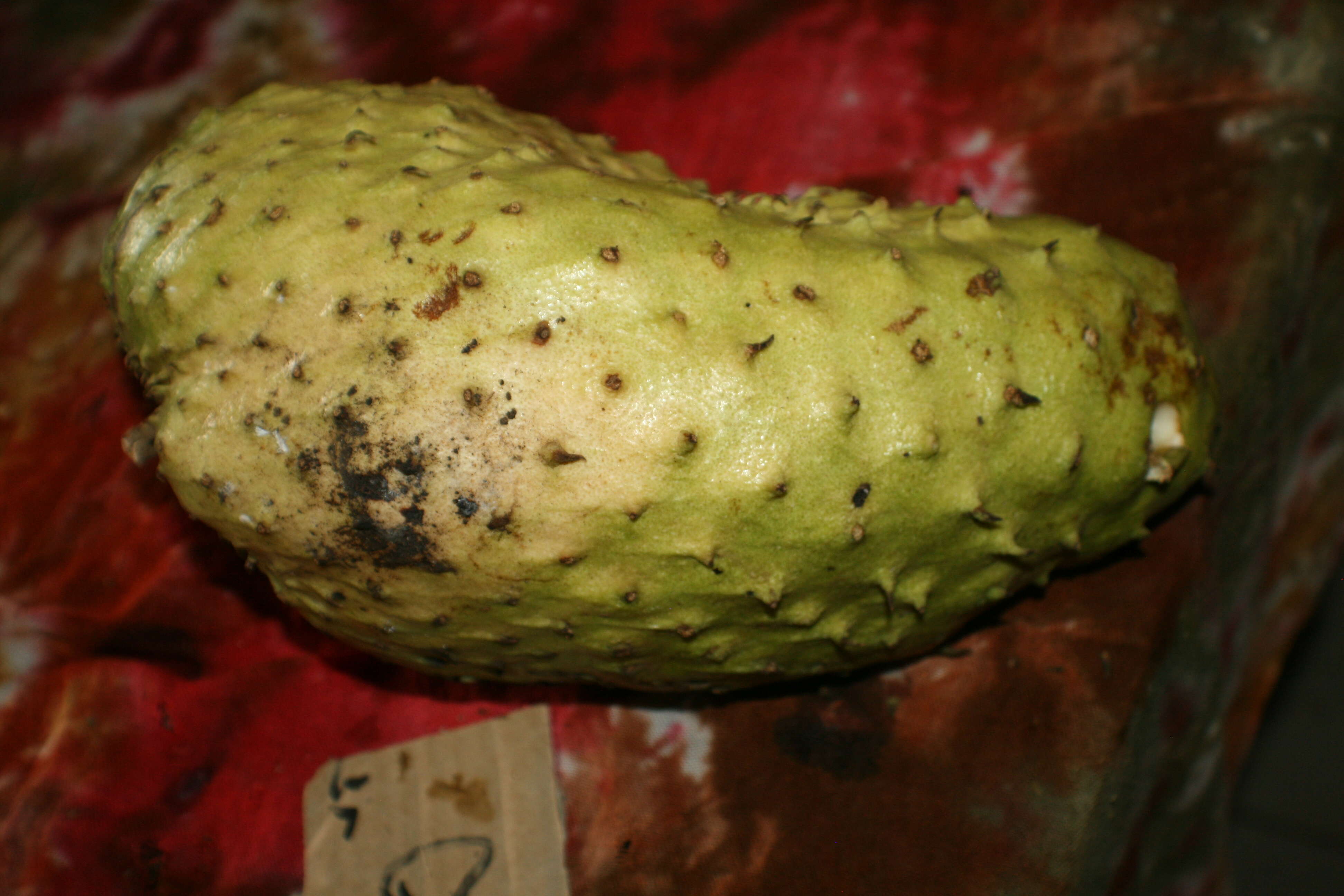 Image of soursop