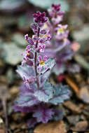 Image of Mt. Diablo jewelflower