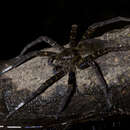 Image of Dolomedes yawatai Ono 2002