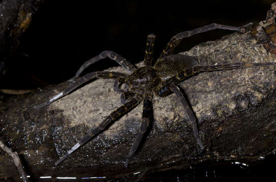 صورة Dolomedes yawatai Ono 2002