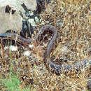 Image of Argentina Mousehole Snake