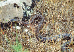 Image of Argentina Mousehole Snake