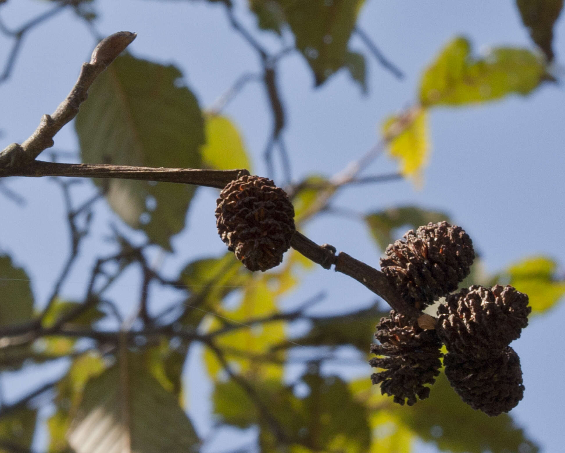 صورة Alnus acuminata Kunth