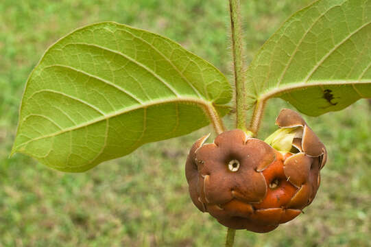 Image of rattan