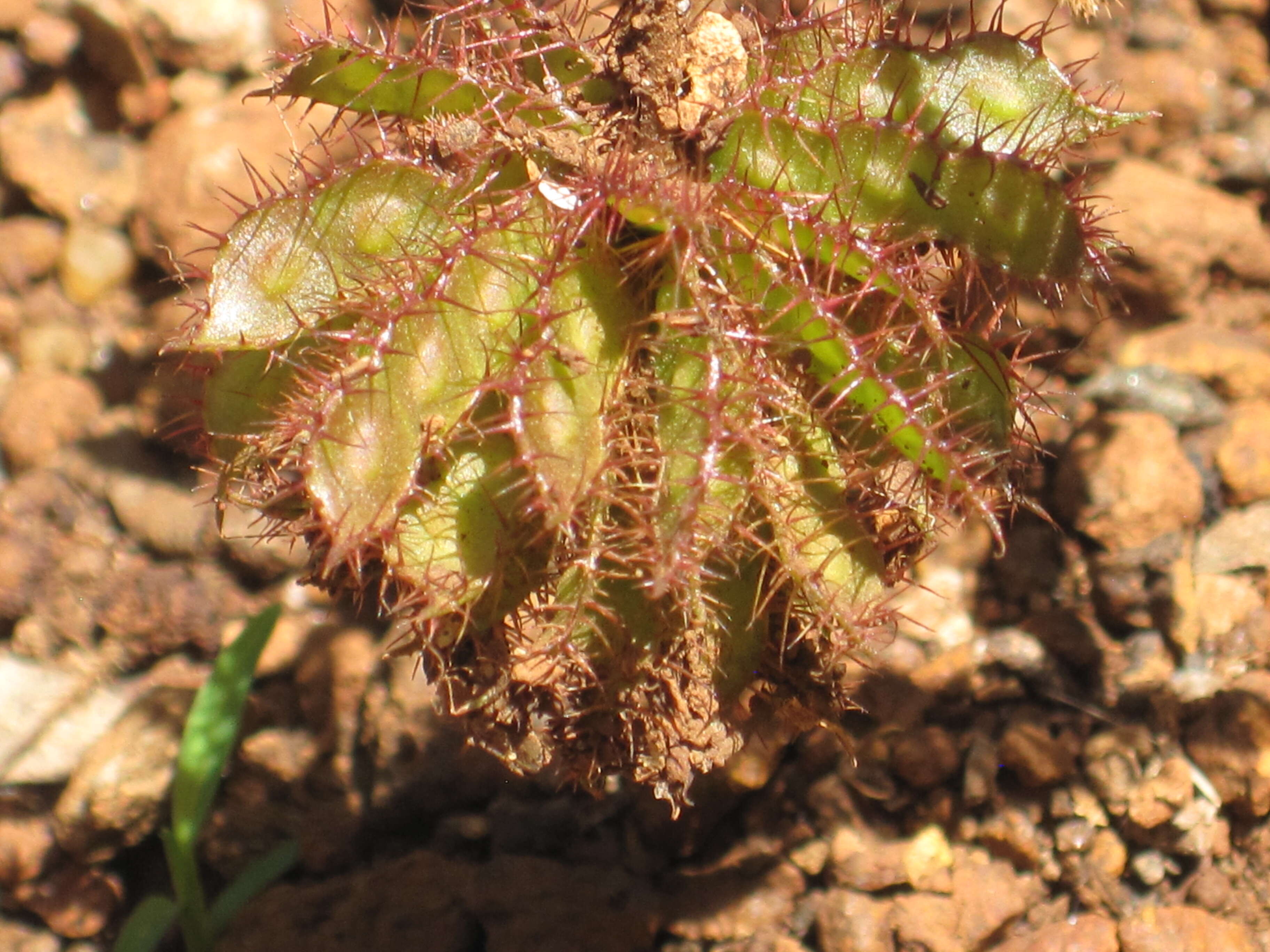 Image of sensitive plant