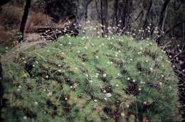 Image of Pincushions