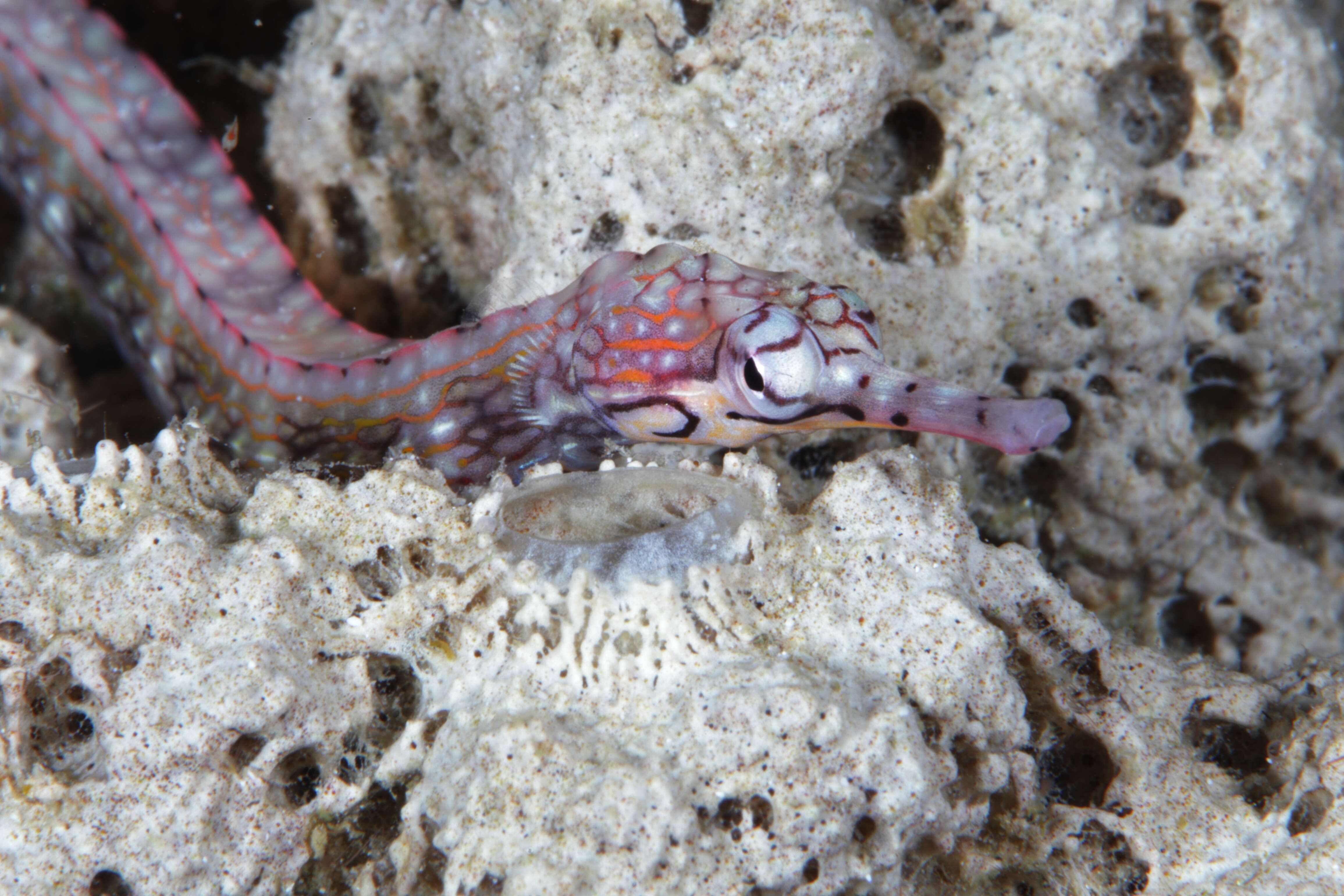 Image of blackhead pipefish