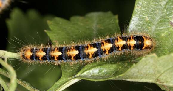 Image of oak eggar