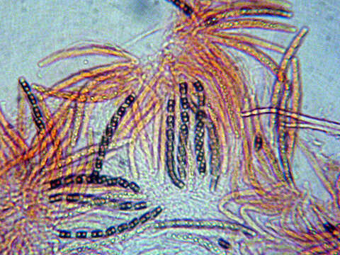 Image of Ascocodinaea stereicola Samuels, Cand. & Magni 1997