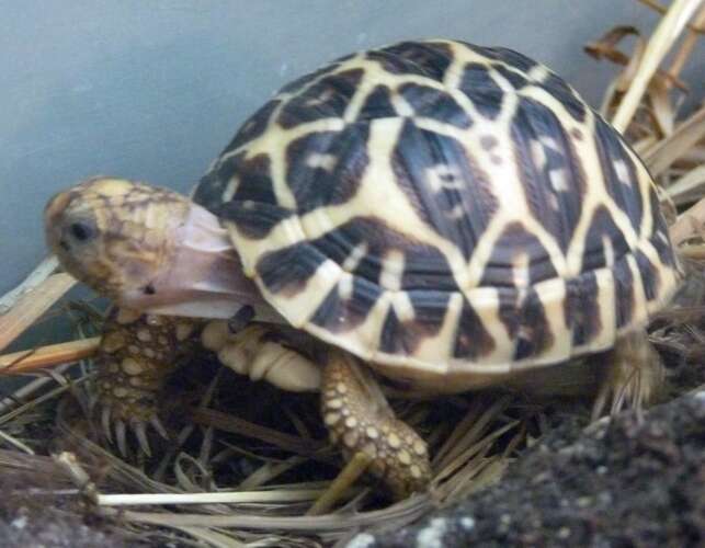 Image of Typical Tortoises