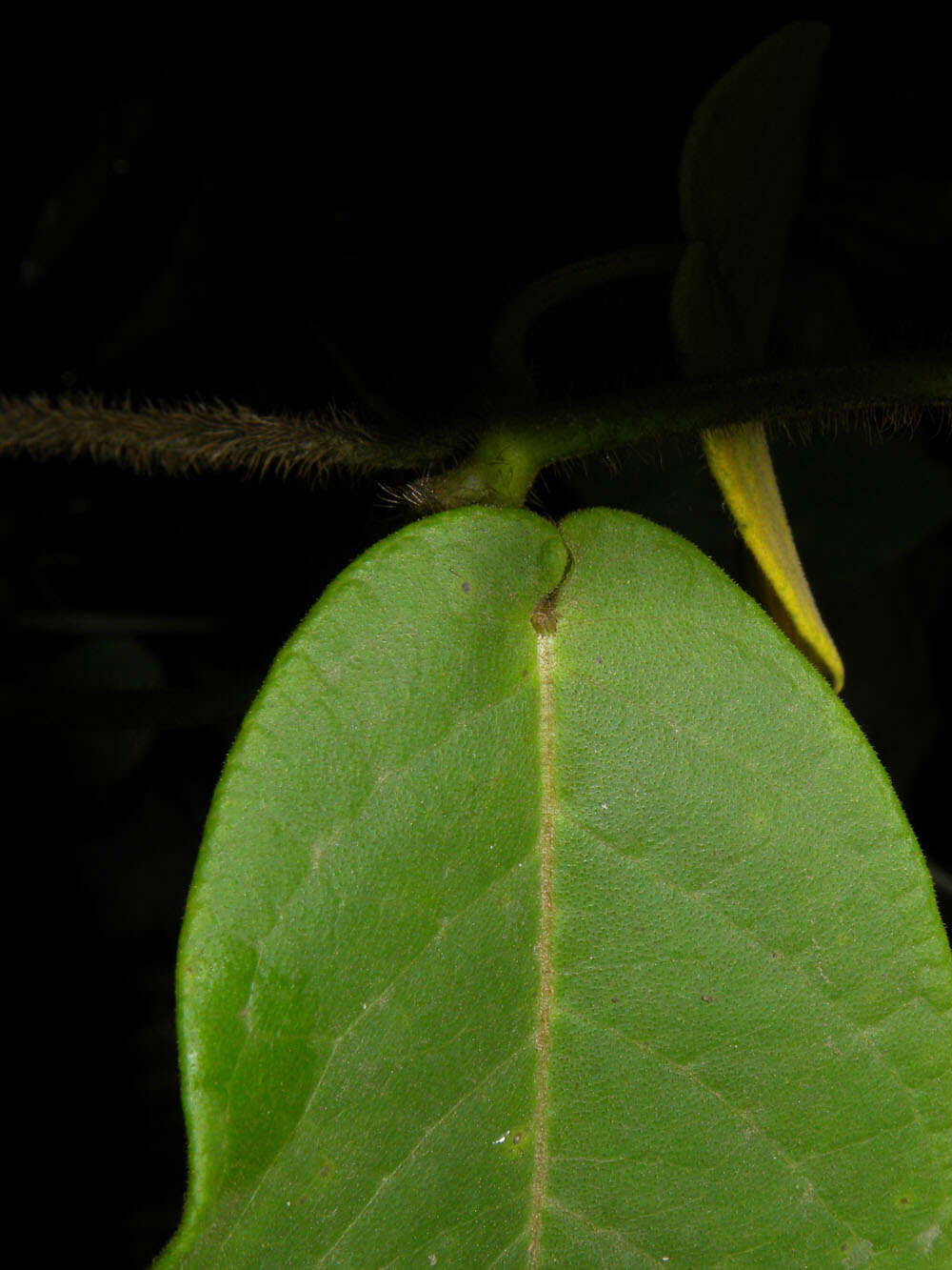 Image of Fischeria billbergiana (Beurling) G. Morillo