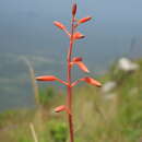 Image of Aloe cannellii L. C. Leach