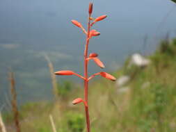 Plancia ëd Aloe cannellii L. C. Leach