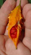 Image of balsampear