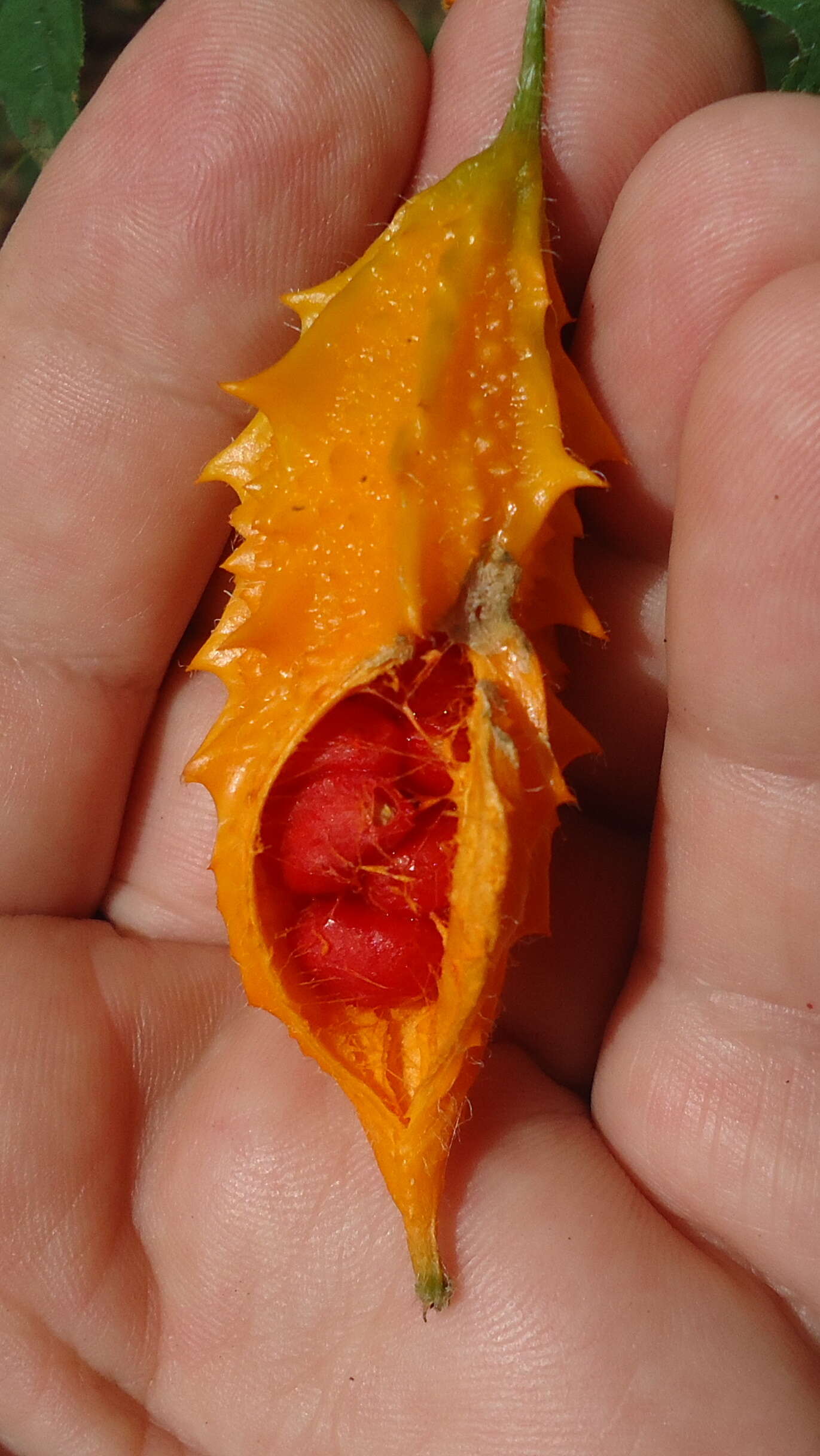 Image of balsampear