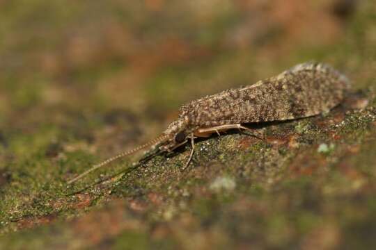 Polycentropodidae resmi