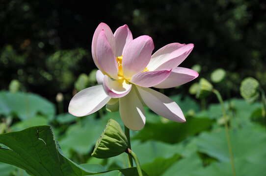 Image of lotus