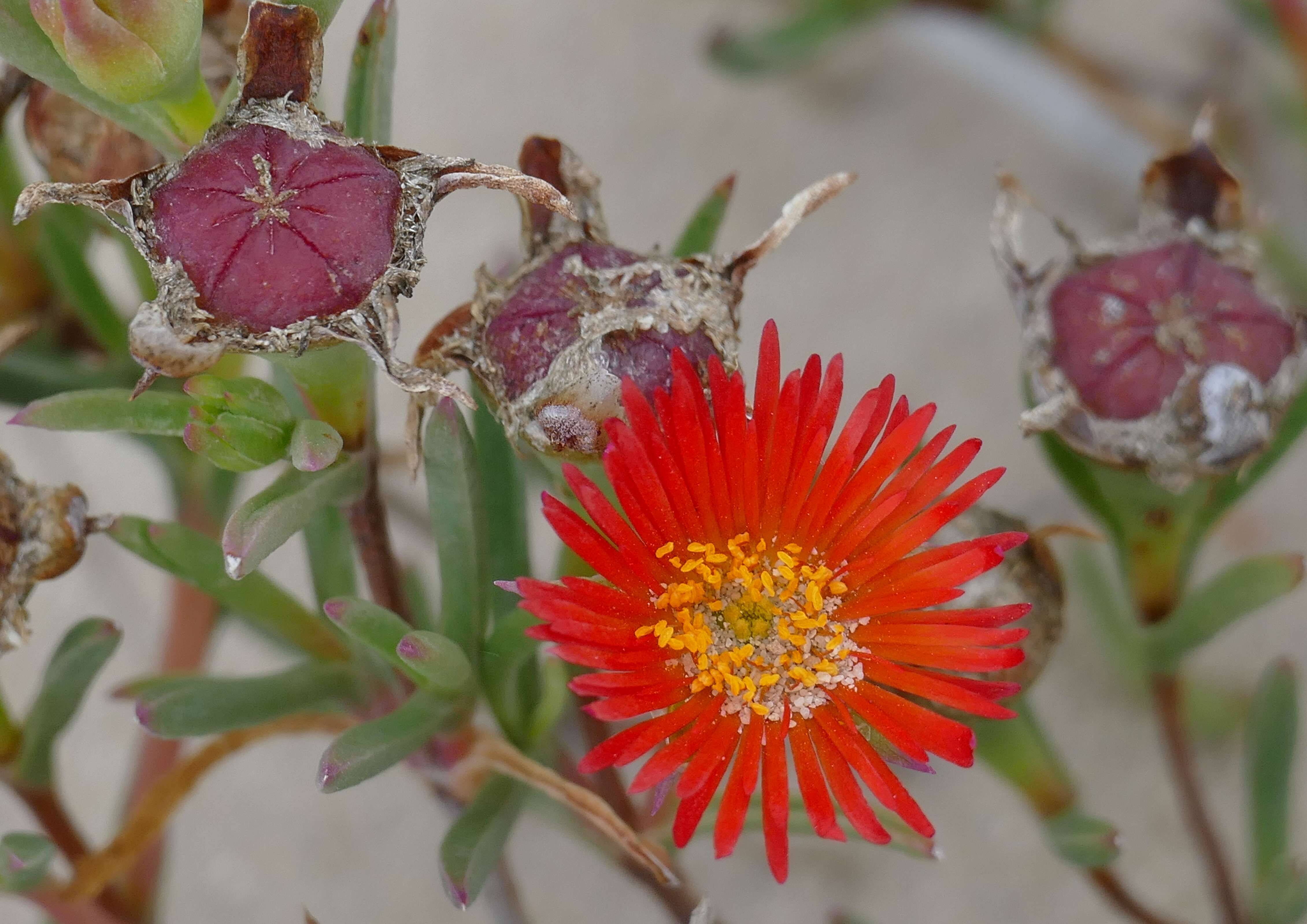 Image of lampranthus