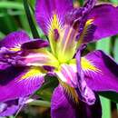 Image of Dixie iris