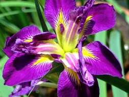 Image of Dixie iris