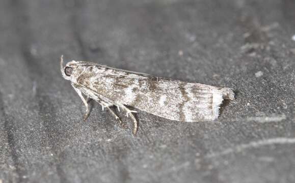 Image of Dioryctria mutatella Fuchs 1903