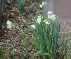 Image of paperwhite narcissus